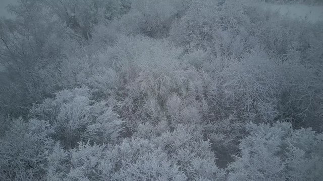 Snow-covered trees, winter time, heavy snowfall in the forest