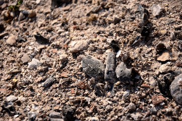 closeup ashes and coal. organic fertilizer for the garden. gray background