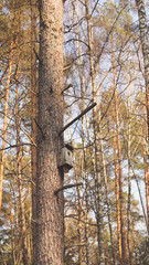 Fresh spring morning colors yellow brown needle tree fir in a sunny forest park social framework media story standard dimension vertical background. Photo in retro vintage hipster style processing