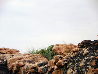 rocky land with wild plant