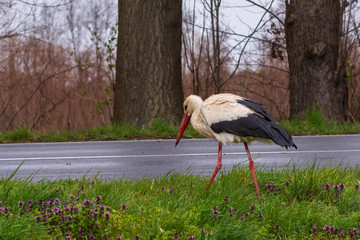 ein Storch sucht Futter neben einer Strasse