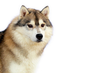 Siberian Husky gray and white colors portrait with white background and have copy space.