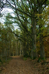 Fototapeta premium stara droga przez las