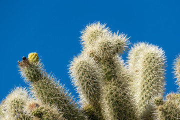 The cacti of Arizona’s Sonoran Desert stand like a vast, silent army at Organ Pipe Cactus...
