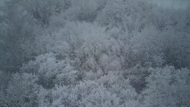 Snow-covered forest, camera flies past snow-covered trees