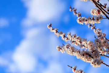 Dreamy image of soft pink peach blossoms on light blue bokeh background