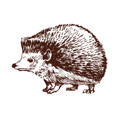 Cute Hedgehog line art on white background. Design for coloring book page. Ink drawing. Hand drawn stock vector illustration