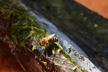 Biene beim Wassertrinken, Honigbiene