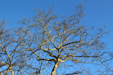 Baum in Frühling 