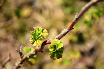 close up young green leaves and branch  of currant bush growing in soil in garden in spring sunny day. copyspace