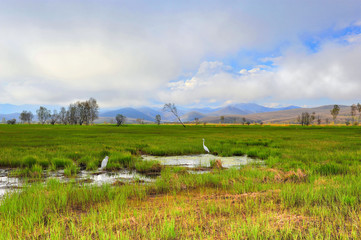 White herons ' nests