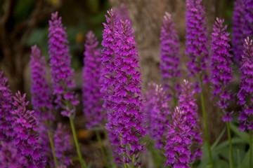Botanical garden in Copenhagen