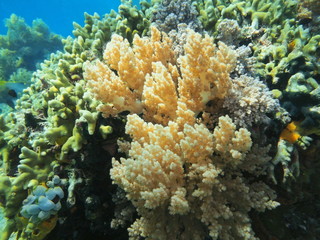 The amazing and mysterious underwater world of Indonesia, North Sulawesi, Manado, soft coral