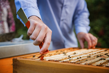 Close up of beekeeper's hands. Using a beekeeping tool to pick up honey comb in wooden frame.