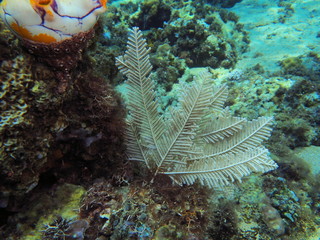 The amazing and mysterious underwater world of Indonesia, North Sulawesi, Manado, hydrozoan