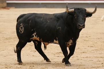 spanish bull in the bullring