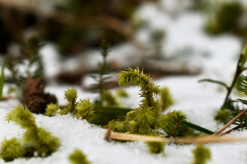 Moos im Schnee, weihnachtliche Grußkarte, Zartes Moos und Gras, grün und Weiß zu Weihnachten