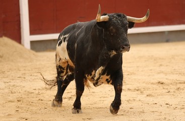 spanish bull in the bullring