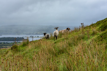 Fototapeta premium Schafe auf dem Weg zu den Carrowkeel Grabstätten, Country Sligo, Irland