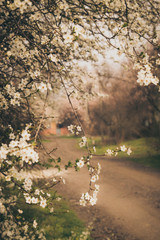 Obraz na płótnie Canvas Spring village street and flowering apricot tree