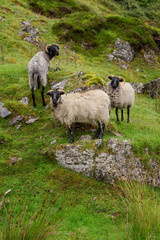 Schafe  auf dem Weg zu den Carrowkeel Grabstätten, Country Sligo, Irland
