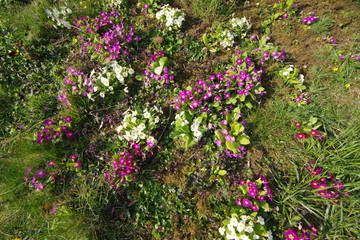 parterre de primevères