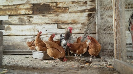 Chicken Farm, Poultry. Hens and rooster in the chicken coop © Ruslan