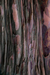 background of wooden bark of old wood