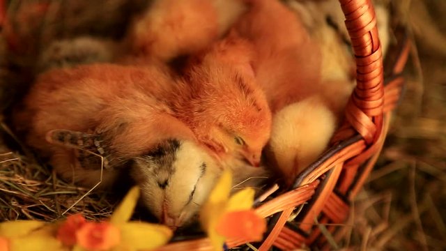 Little fox chickens sleep in a wicker basket on a background of hay and yellow daffodils