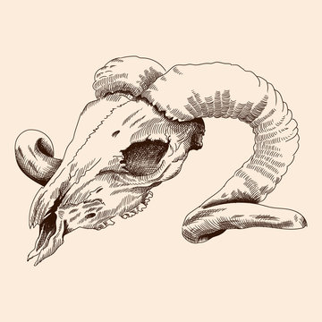 Old skull of a domestic horned ram animal with broken teeth.