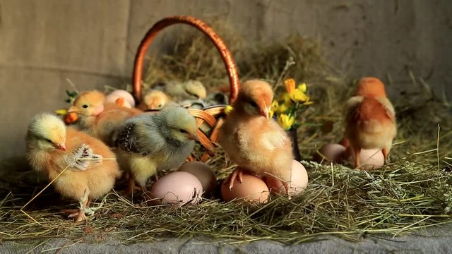 Fox chickens, master gray chickens and bare-necked chickens graze in the hay on a wicker basket with yellow daffodils, primrose and eggs