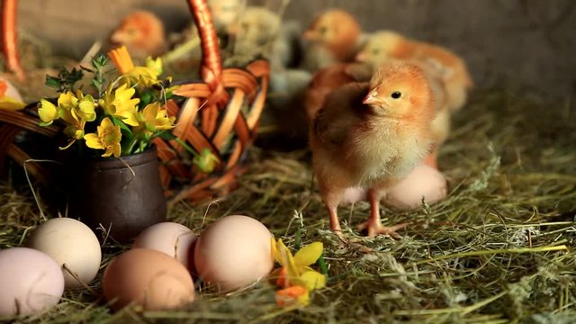 Fox chickens, master gray chickens and bare-necked chickens graze in the hay on a wicker basket with yellow daffodils, primrose and eggs