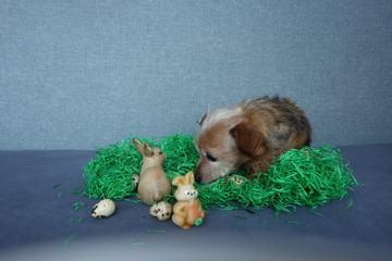 Hund mit Osterhase