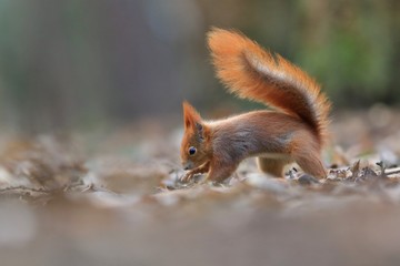Art view on wild nature. Cute red squirrel with long pointed ears in autumn scene . Wildlife in November forest. . Sciurus vulgaris