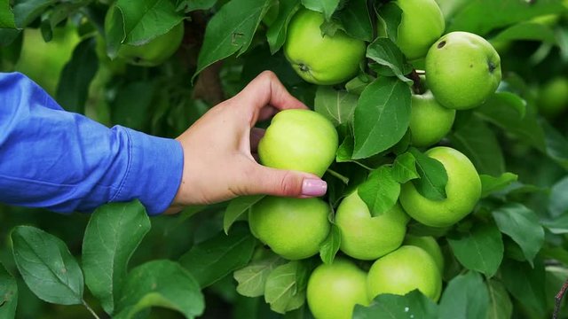 A branch of ripe green apples on a tree. Girl's hand picks an apple.