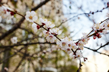 Beautiful white apricot blossom.Flowering apricot tree.Fresh spring background on nature outdoors.Soft focus image of blossoming flowers in spring time.For easter and spring greeting cards,banners