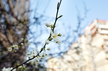 Beautiful white apple blossom.Flowering apple tree.Fresh spring background on nature outdoors.Soft focus image of blossoming flowers in spring time.For easter and spring greeting  cards,banners