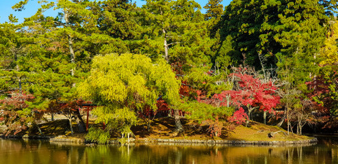 Beautiful island in Nara, Japan, Japanese red maple