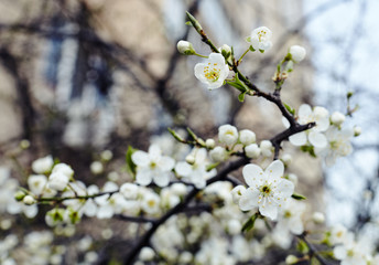 Beautiful white apple blossom.Flowering apple tree.Fresh spring background on nature outdoors.Soft focus image of blossoming flowers in spring time.For easter and spring greeting  cards,banners
