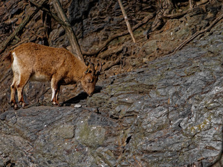 The West Caucasian tur, Capra caucasica, is a mountain-dwelling goat-antelope found only in the western half of the Caucasus Mountains range.