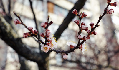 Beautiful white apricot blossom.Flowering apricot tree.Fresh spring background on nature outdoors.Soft focus image of blossoming flowers in spring time.For easter and spring greeting cards,banners