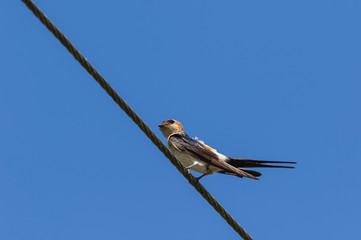 Red rumped swallow bird on the wire. Cecropis Daurica. Wildlife animal photography