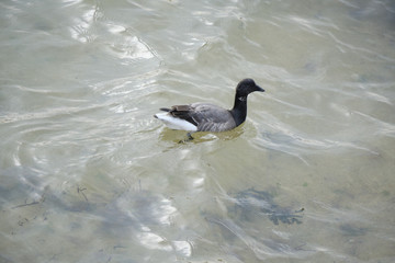 Oie sauvage sur l'eau .