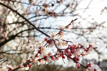 Beautiful white apricot blossom.Flowering apricot tree.Fresh spring background on nature outdoors.Soft focus image of blossoming flowers in spring time.For easter and spring greeting cards,banners