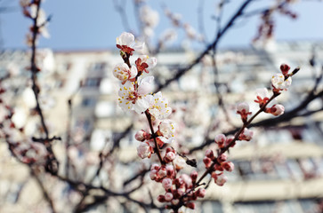 Beautiful white apricot blossom.Flowering apricot tree.Fresh spring background on nature outdoors.Soft focus image of blossoming flowers in spring time.For easter and spring greeting cards,banners