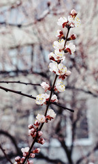 Beautiful white apricot blossom.Flowering apricot tree.Fresh spring background on nature outdoors.Soft focus image of blossoming flowers in spring time.For easter and spring greeting cards,banners