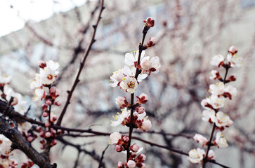 Beautiful white apricot blossom.Flowering apricot tree.Fresh spring background on nature outdoors.Soft focus image of blossoming flowers in spring time.For easter and spring greeting cards,banners