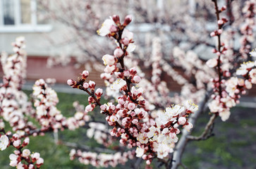 Beautiful white apricot blossom.Flowering apricot tree.Fresh spring background on nature outdoors.Soft focus image of blossoming flowers in spring time.For easter and spring greeting cards,banners