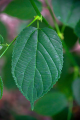 The edges of the leaves with jagged edges