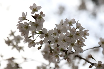 ソメイヨシノ（サクラ）の花
